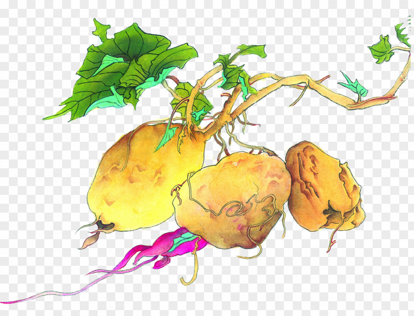 Sweet Potato Food Illustration PNG