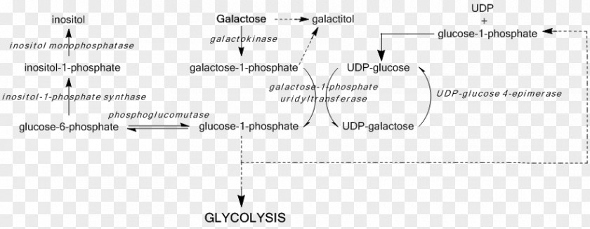 UDP-glucose 4-epimerase Galactose Epimerase Deficiency Galactosemia Uridine Diphosphate Glucose PNG