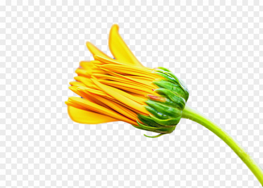 Vegetable Yellow Flower PNG