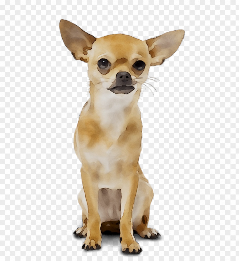 Chihuahua Russkiy Toy Puppy Yoana Wedding Organizer Dog Breed PNG