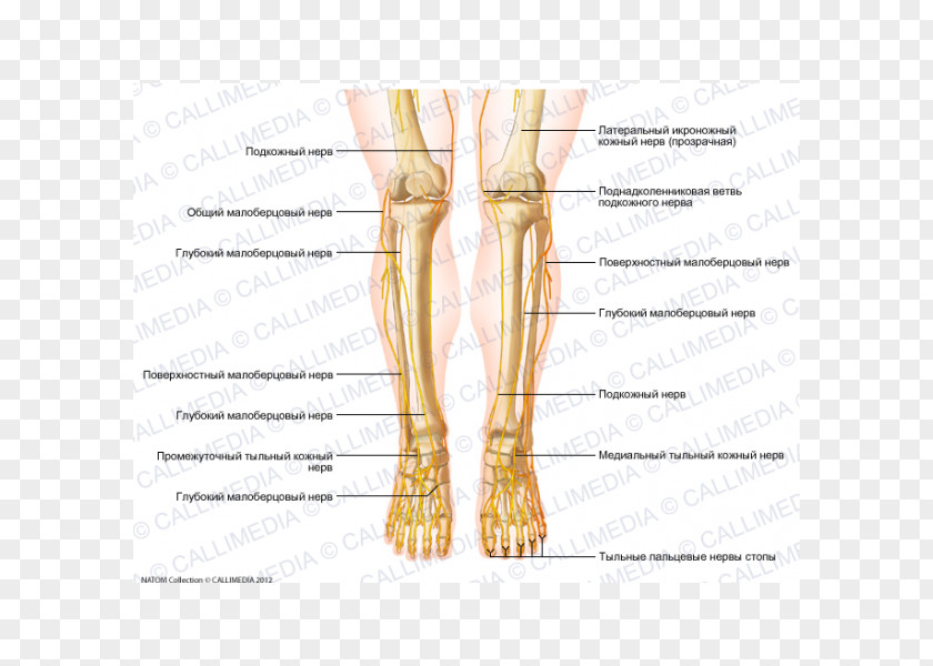 Nerve Thumb Muscle Knee Foot PNG