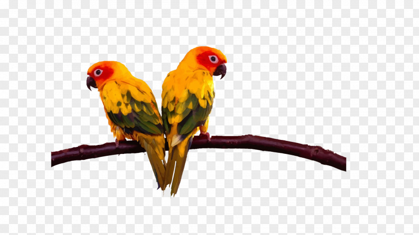 Two Parrots On The Branches Lovebird Budgerigar Cockatoo Conure PNG