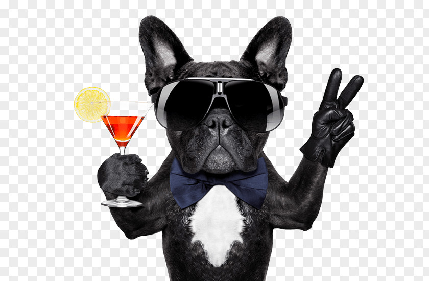 Cocktail French Bulldog Mexican Martini PNG