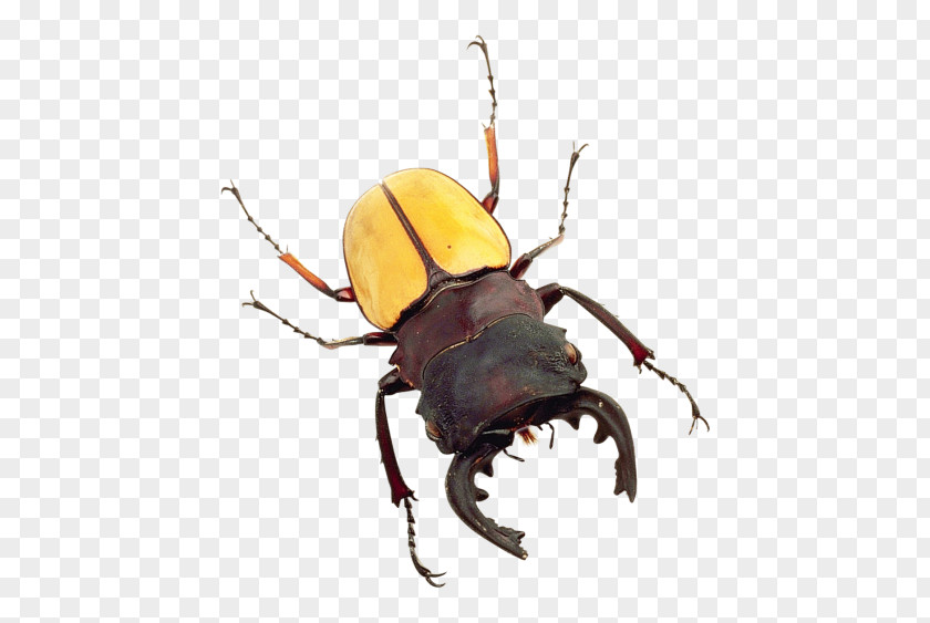 Insect Beetle Bed Bug PNG