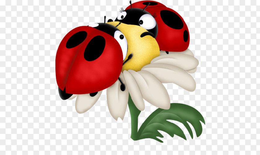 Insect Drawing Ladybird Beetle Clip Art PNG