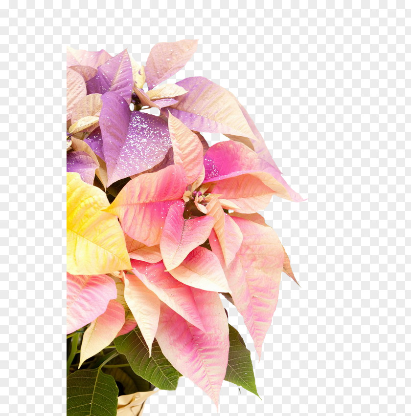 Succulent Border Cut Flowers Poinsettia Plant Rose PNG