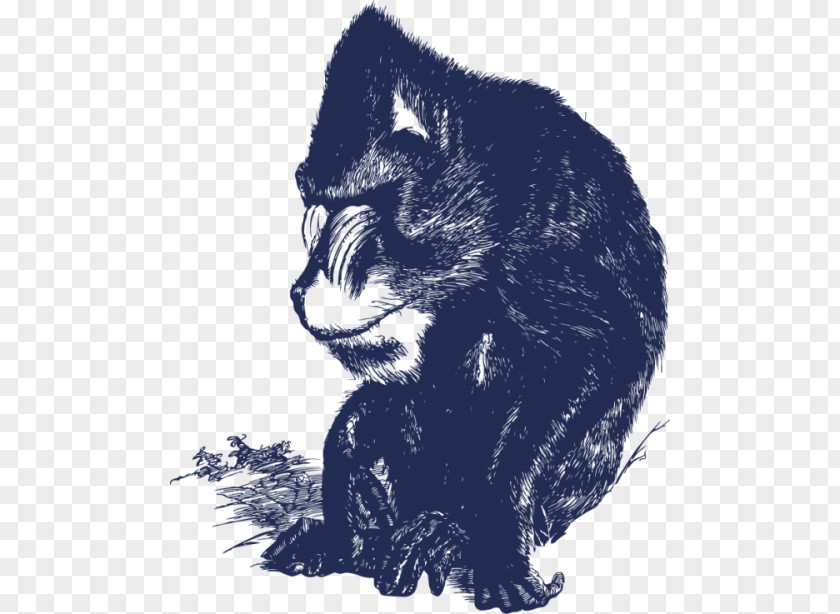 Baboon Black Cat Kitten Whiskers Raccoon PNG