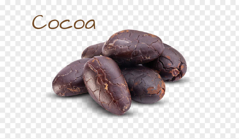 Cacao Bean Cocoa Chocolate Tree Ingredient Jamaican Blue Mountain Coffee PNG