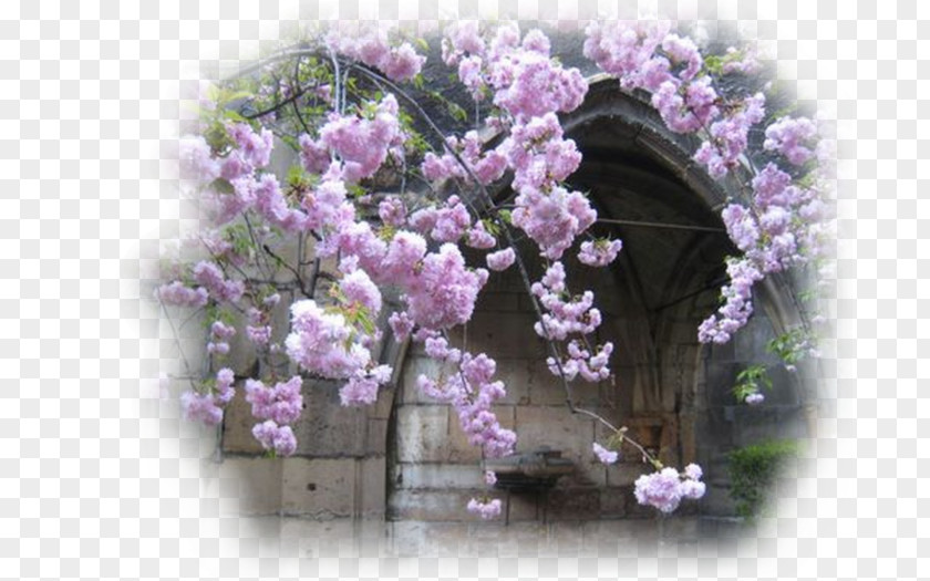 Cherry Blossom Spring ST.AU.150 MIN.V.UNC.NR AD Blog May PNG