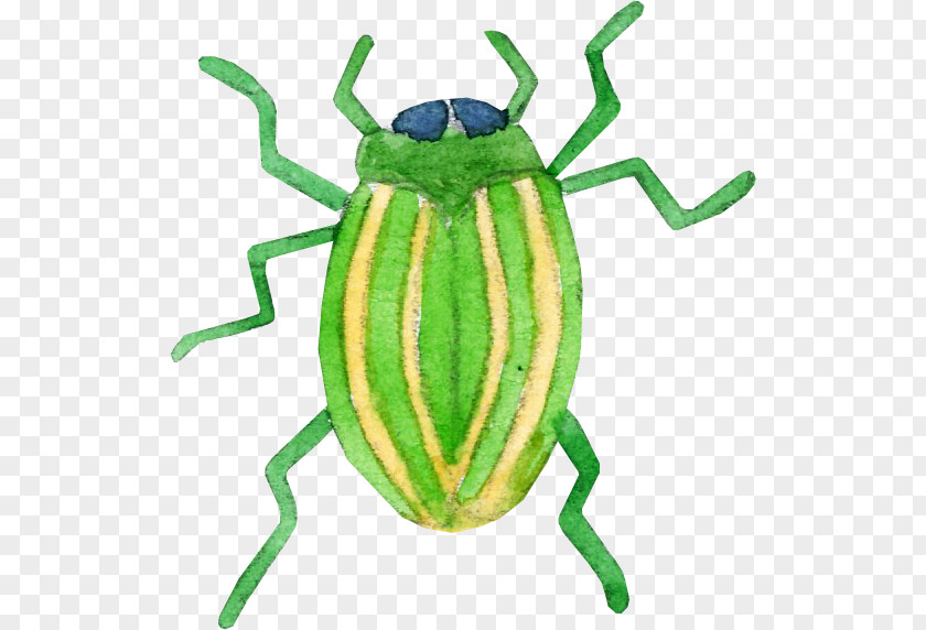 Hand-painted Cartoon Cockroach Illustration PNG