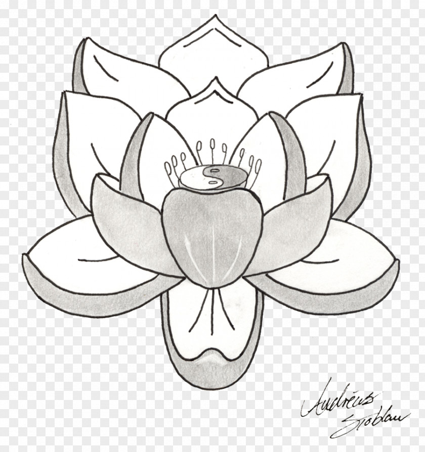 Lotus Tattoos Picture Tattoo Nelumbo Nucifera Drawing Sketch PNG