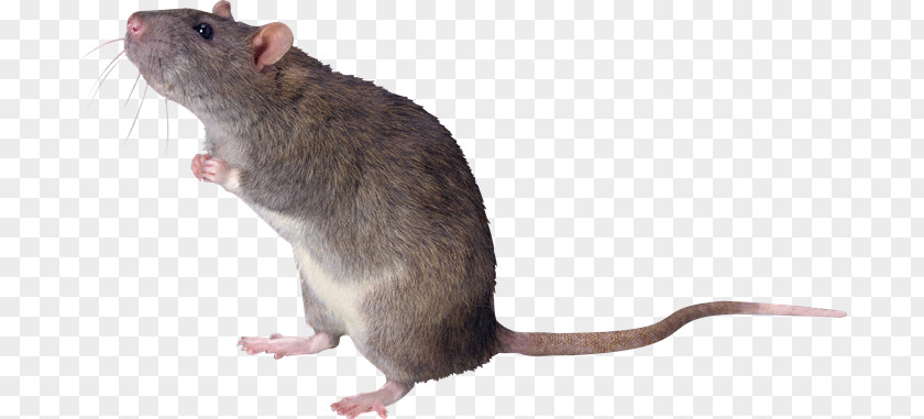 Raton Mouse Cat Rodent Gerbil Fancy Rat PNG
