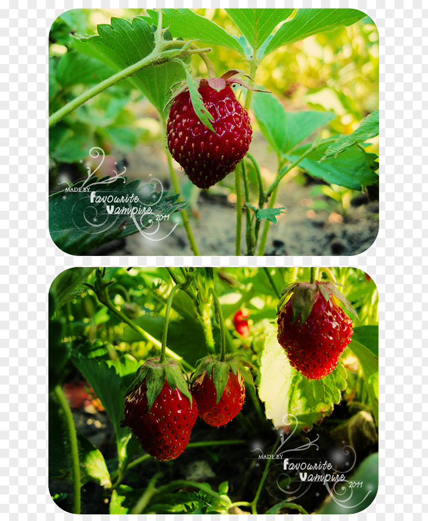 Strawberry Tree Raspberry Food Loganberry PNG