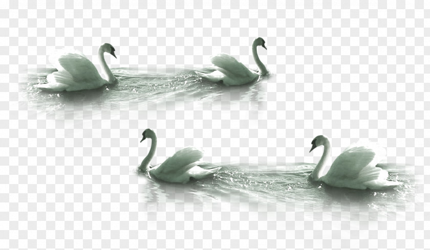 White Swan Swimming Cygnini Bird Clip Art PNG