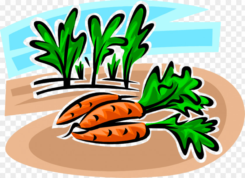 Carottes Vector Illustration Clip Art Vegetable Fruit Commodity PNG