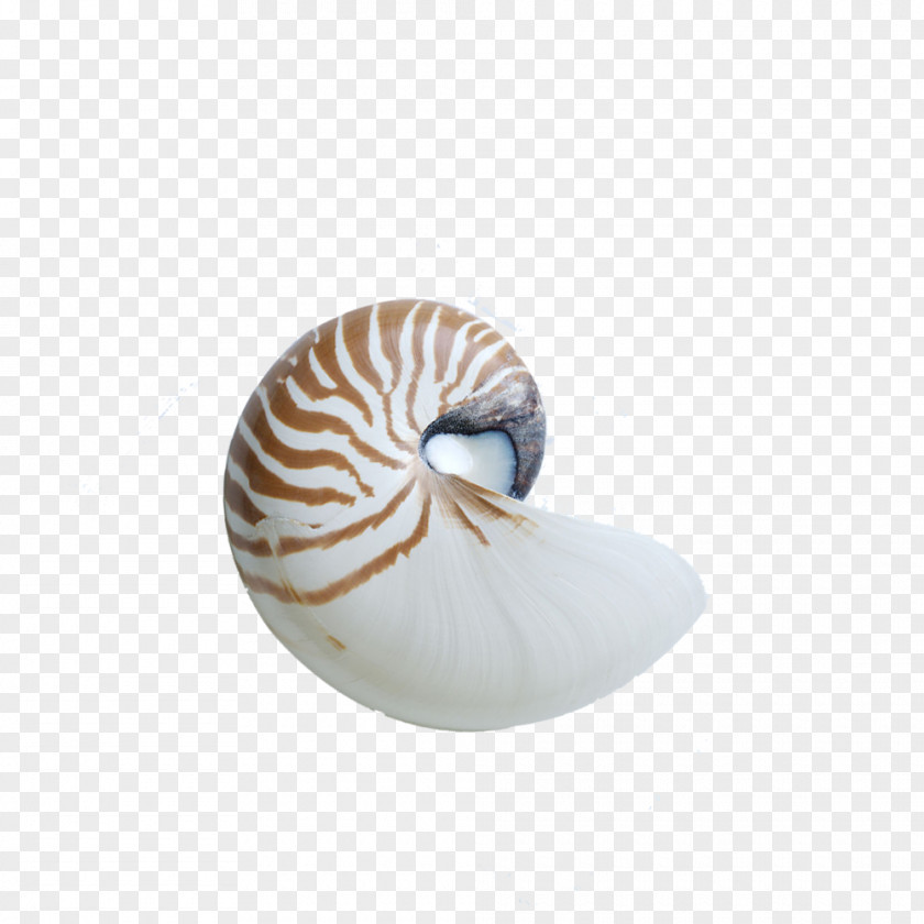Conch Chambered Nautilus Seashell Sea Snail Gastropod Shell PNG