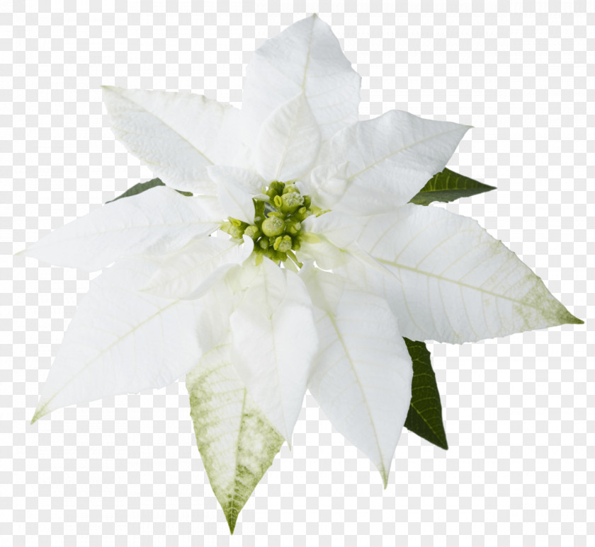 Image Desktop Wallpaper Clip Art Poinsettia PNG