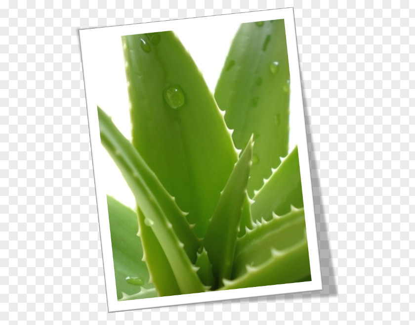 Plant Aloe Vera Skin Gel Health PNG