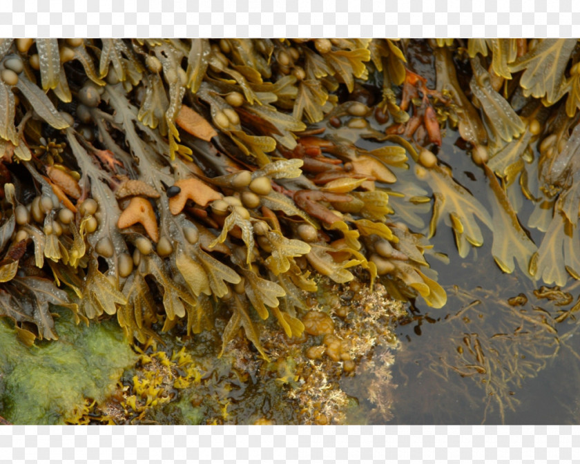 Seaweed Bladder Wrack Algae Ascophyllum Nodosum Fucoidan PNG