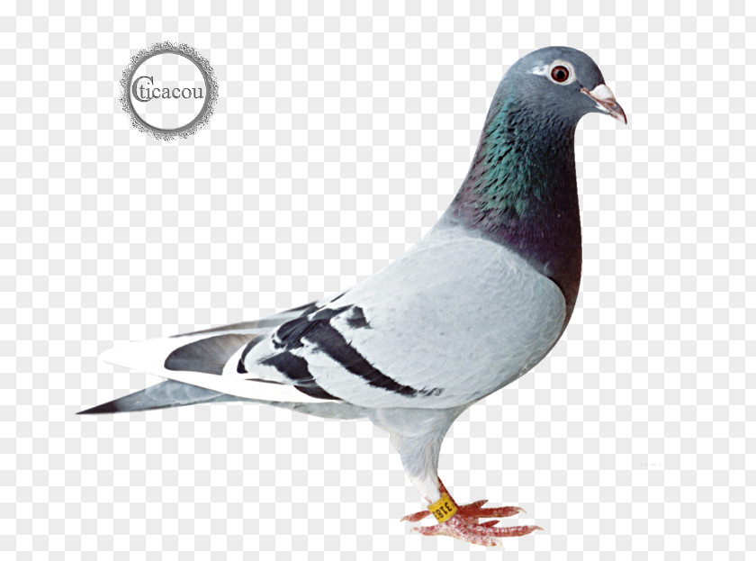 Bird Racing Homer Homing Pigeon Columbidae PNG