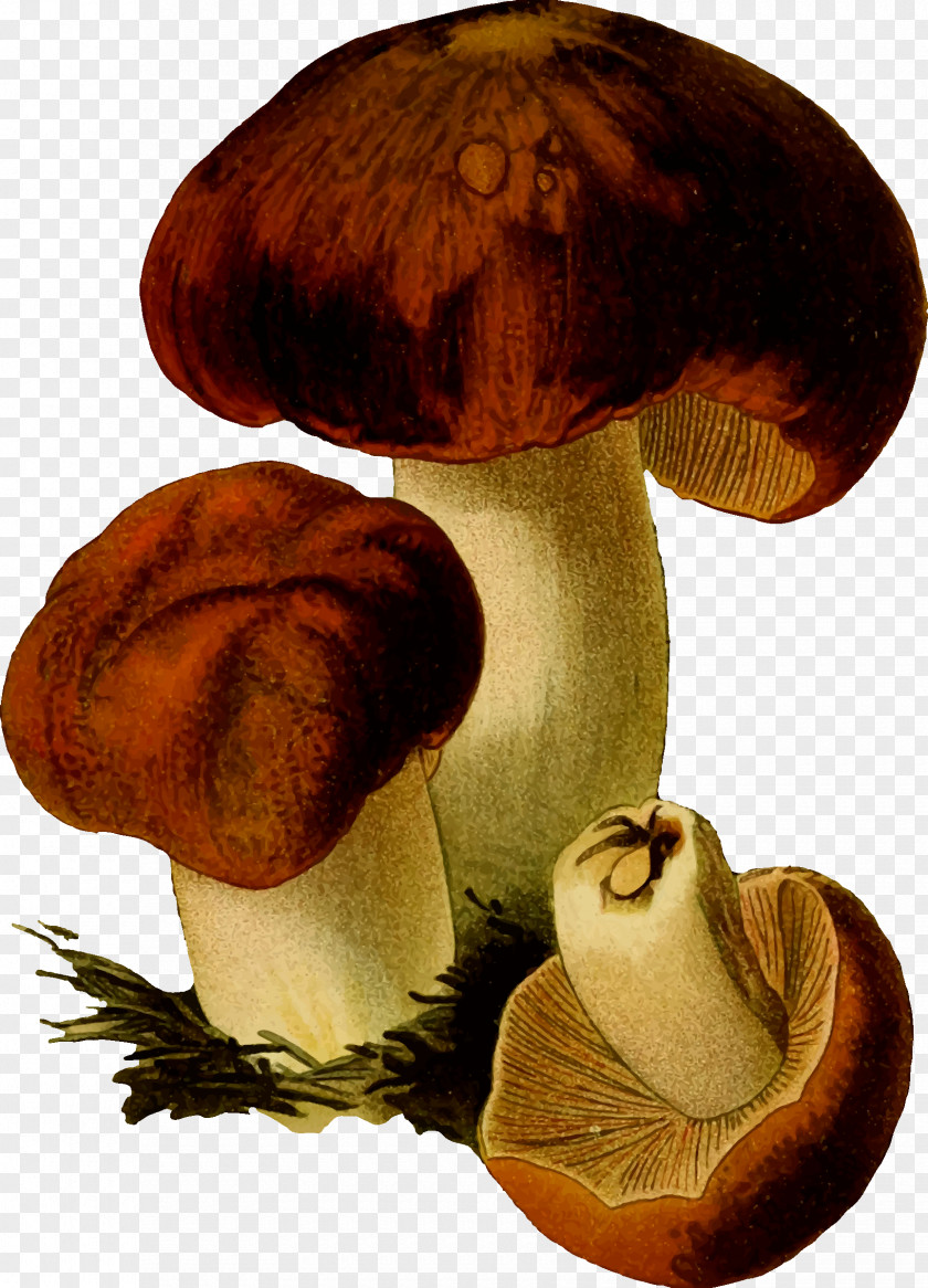 Fungi Edible Mushroom Fungus Clip Art PNG