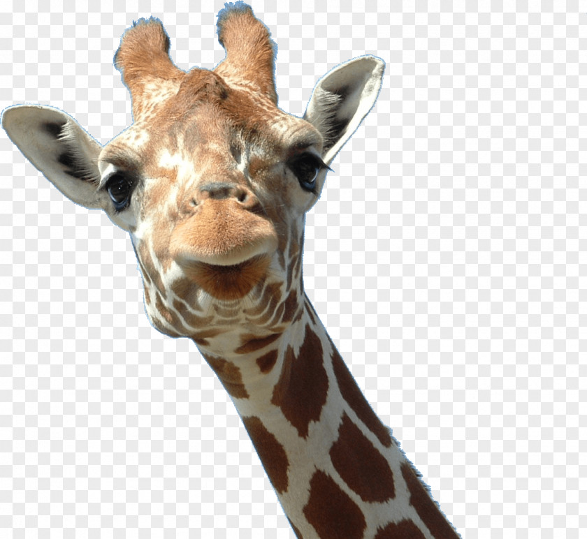 Giraffe Northern Animal PNG