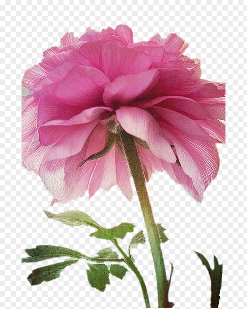 Magenta Peony Flowers Centifolia Roses Pink Flower PNG