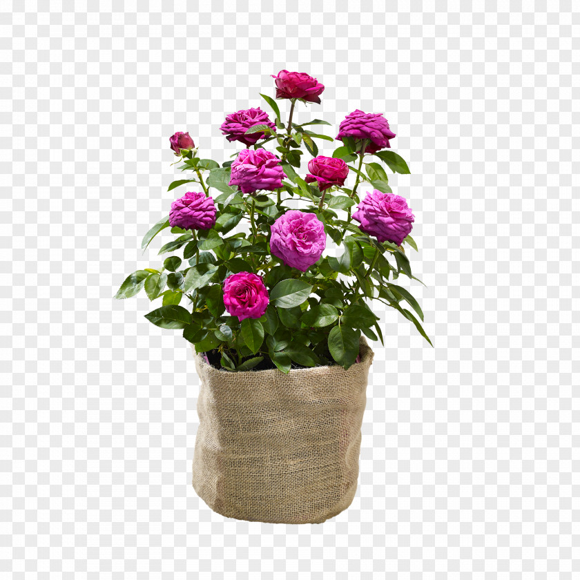 Plant Garden Roses Cabbage Rose Leroy Merlin Price PNG