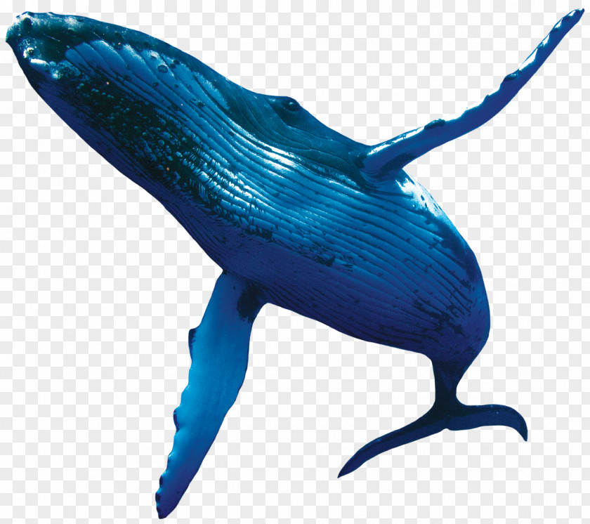 Whale Blue Humpback Porpoise PNG