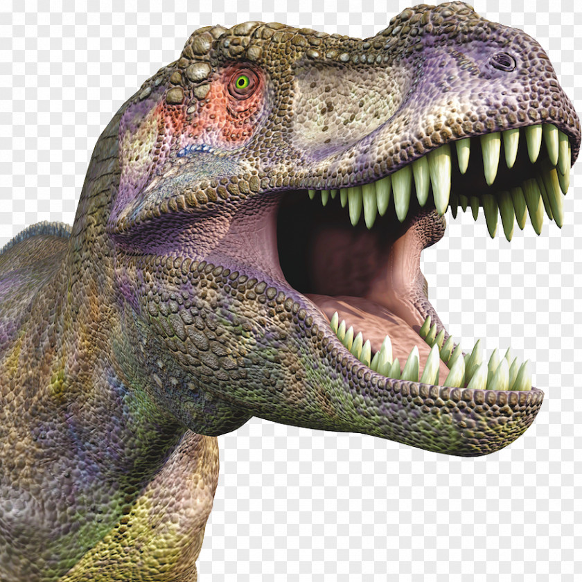 Dinosaur Tyrannosaurus Velociraptor PNG