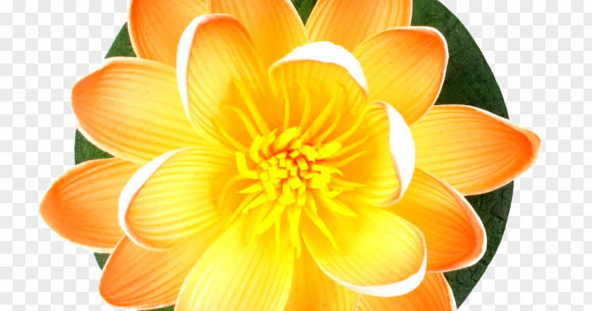 Lotus Background Flower Orange Lily Clip Art Image PNG