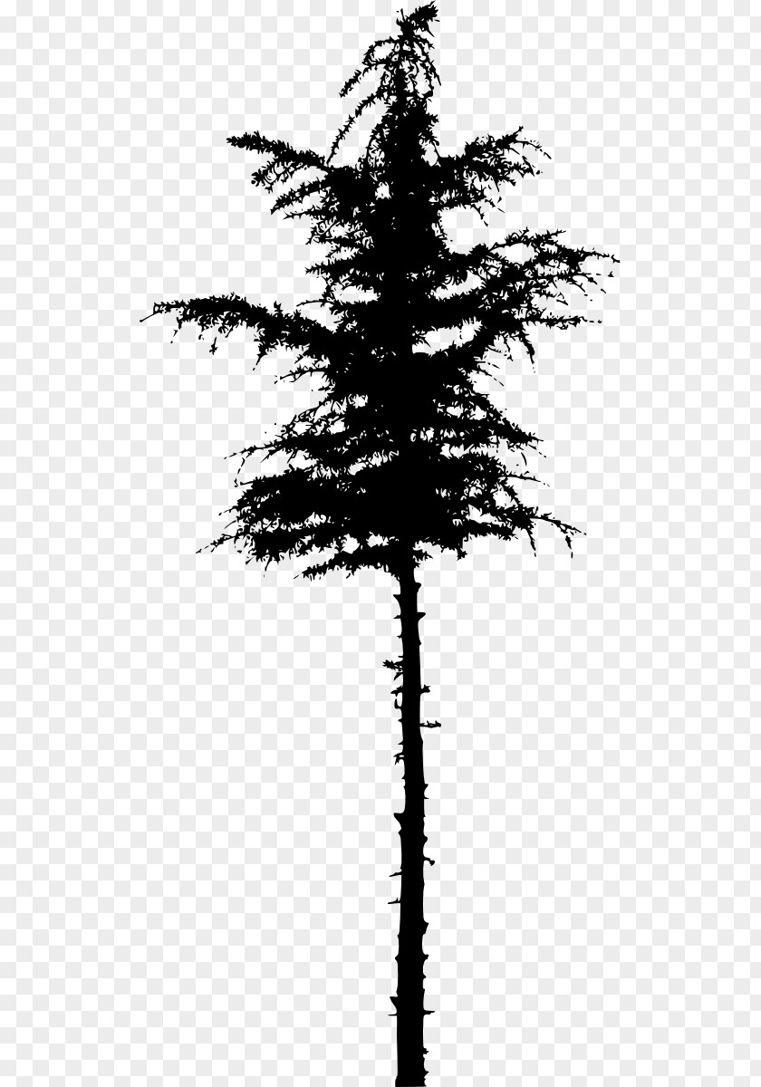 Pine Tree Spruce Fir Silhouette PNG