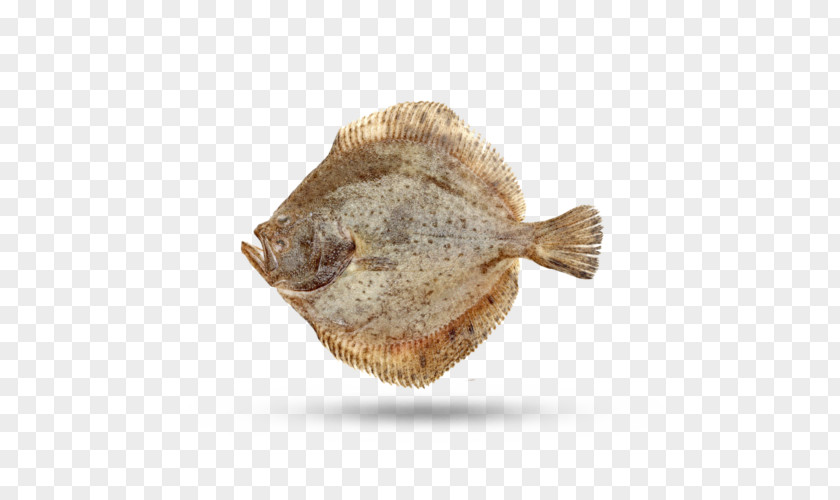 Sole Flatfish Fish Cartoon PNG