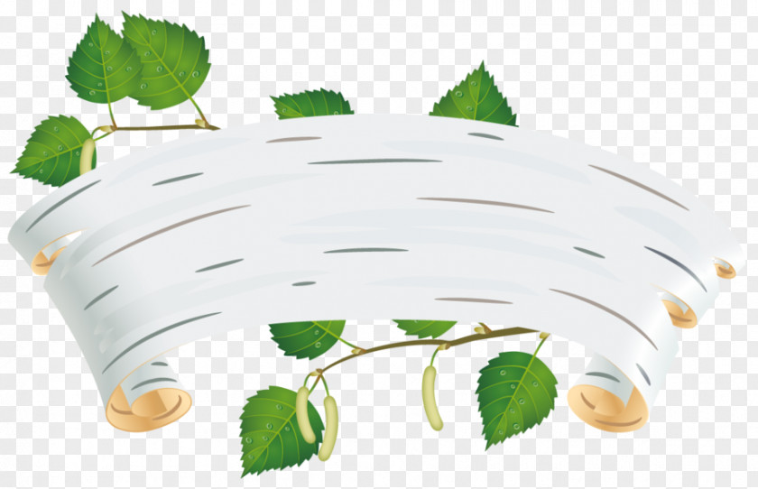 Tree Paper Birch Betula Nana Silver River Sweet PNG