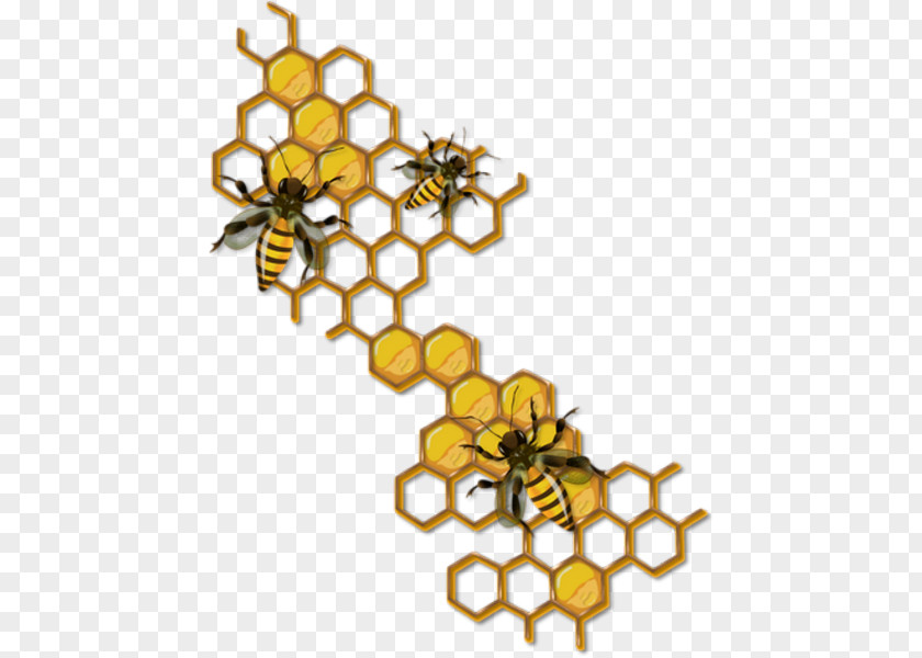 Western Honey Bee Drawing Honeycomb Insect PNG