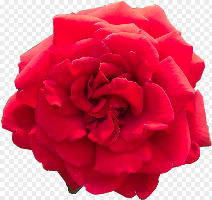 Aestetic Red Garden Roses Clip Art Cabbage Rose PNG