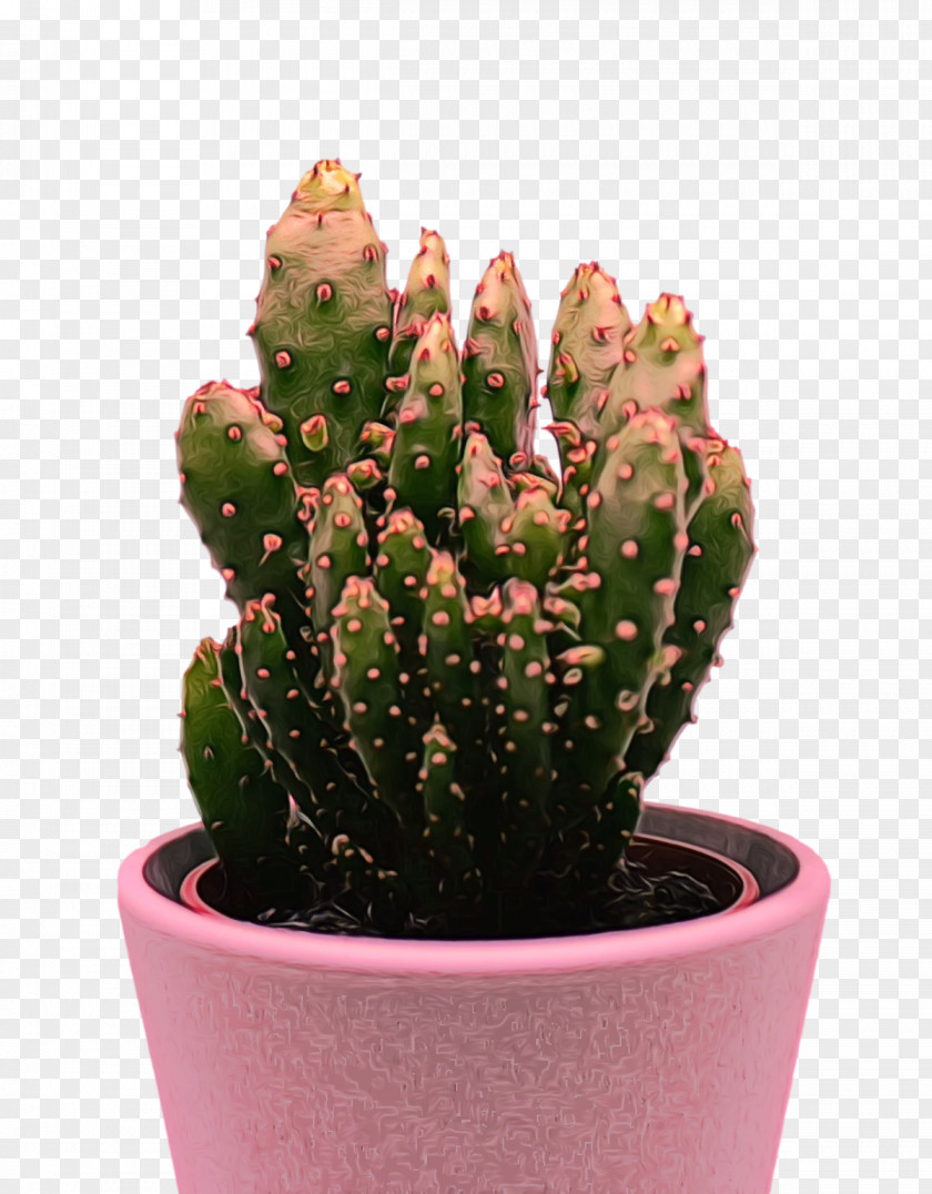 Cactus PNG