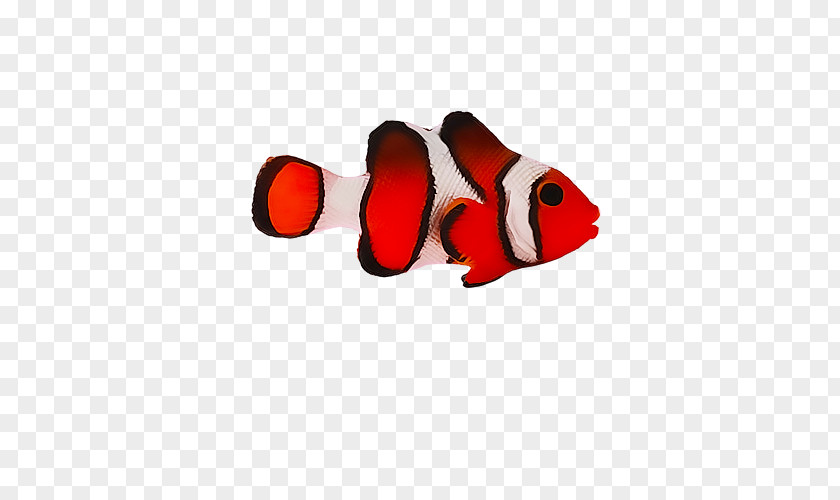 Fish Red Material Free To Pull PNG