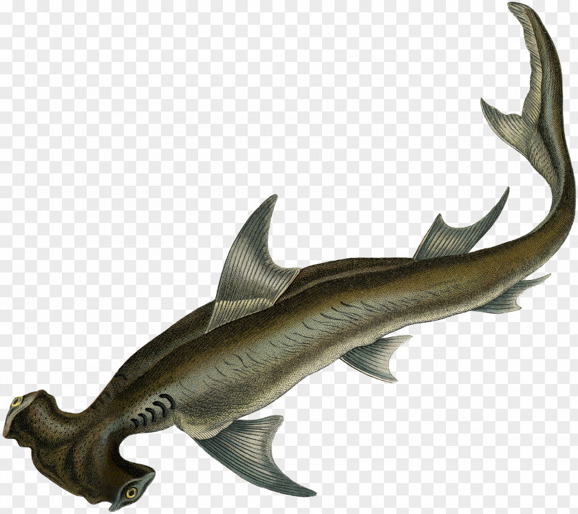 Sea Requiem Sharks Deep Creature Squaliform PNG