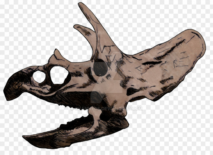 Skull Triceratops Horned Dinosaurs Drawing PNG