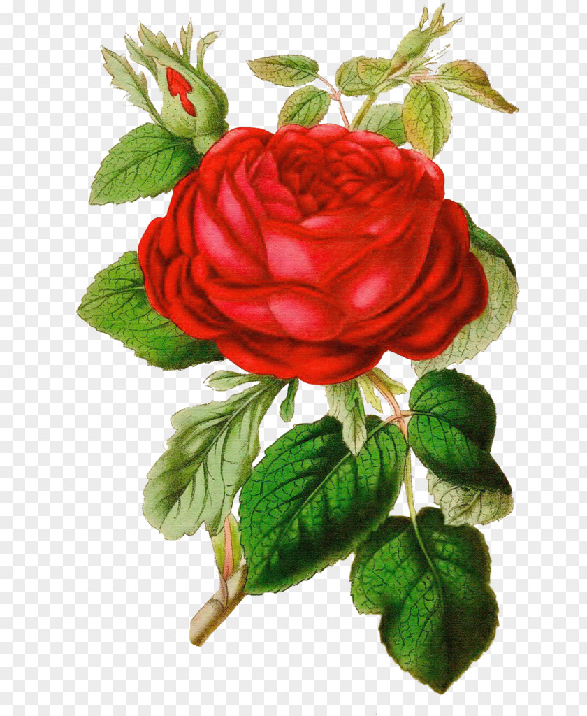 Wonderland Vector Rose Vintage Clothing Clip Art PNG