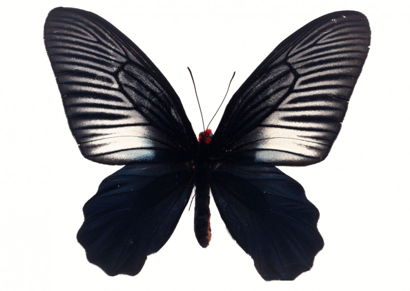 Butterfly Brush-footed Butterflies Insect PNG