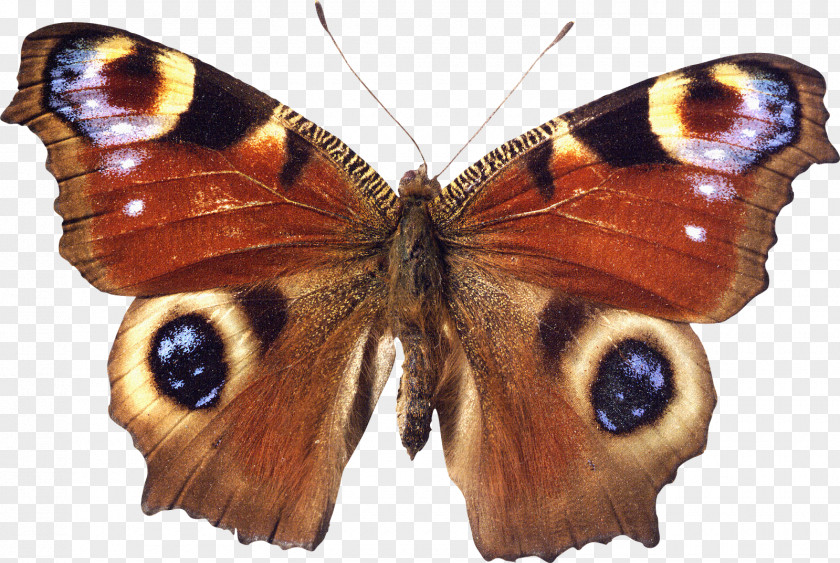 Butterfly Brush-footed Butterflies Moth Insect Inachis Io PNG
