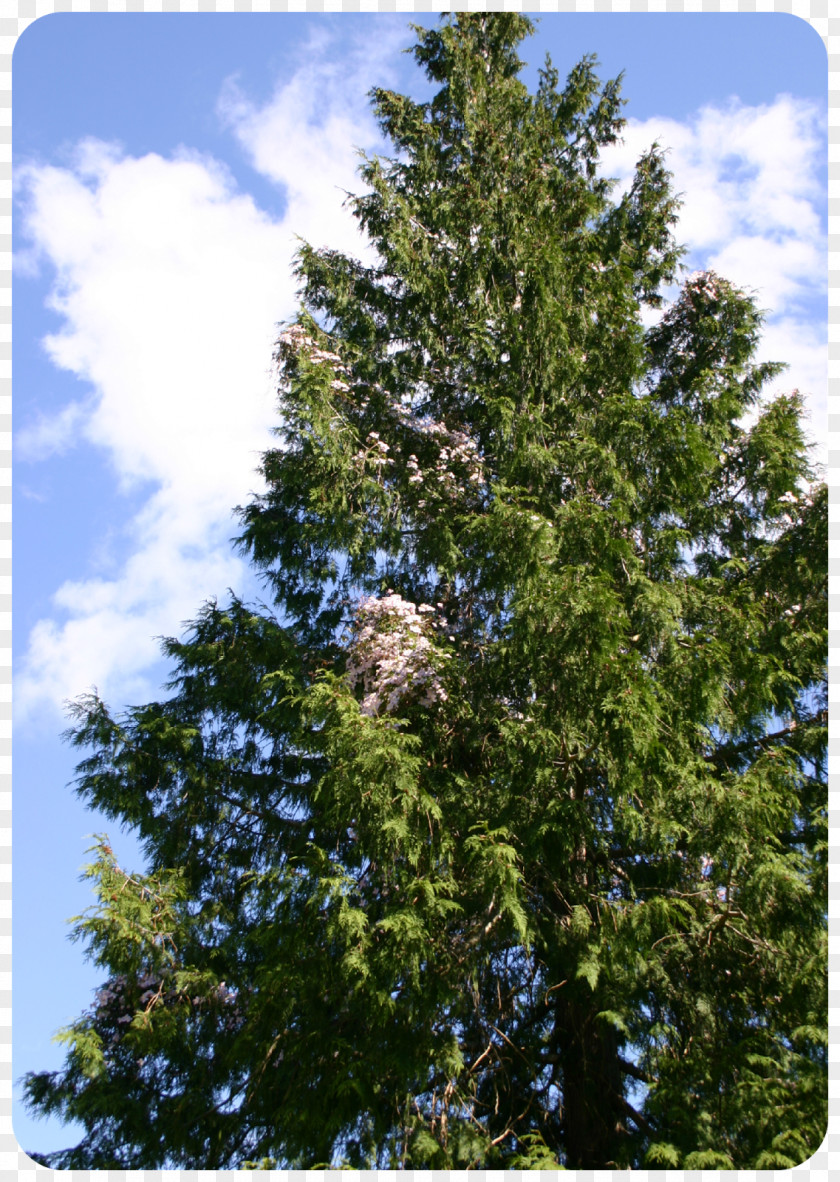 Cedar Tree Spruce Fir Pine Temperate Coniferous Forest Larch PNG