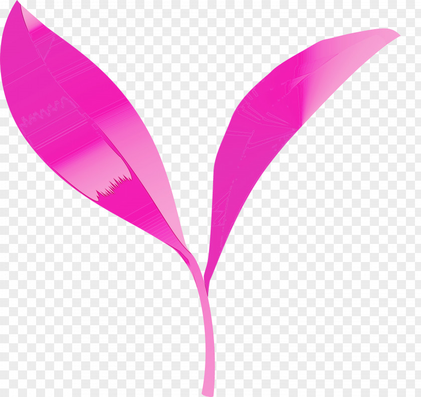 Feather PNG