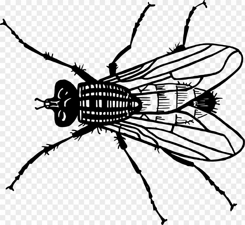 Insect Drawing Fly PNG