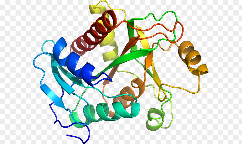 Lysosomal Acid Lipase Deficiency Lysosome Cholesteryl Ester Disease PNG