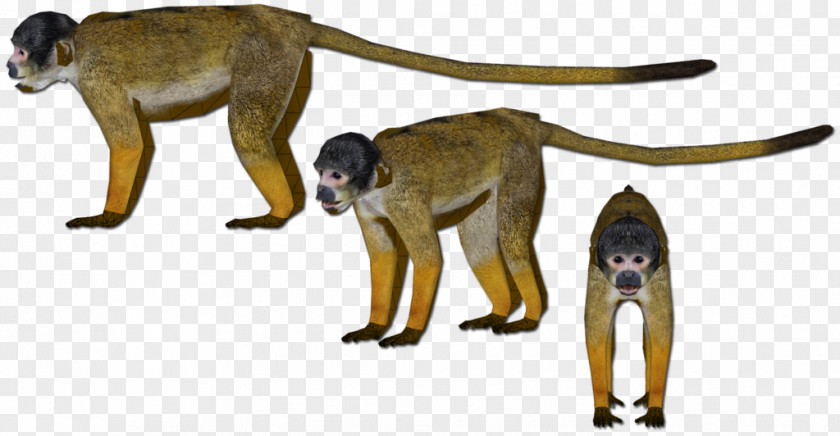 Monkey Cercopithecidae Old World Wildlife Tail PNG