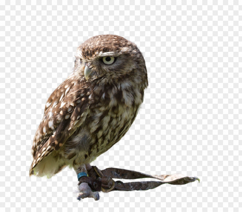 Owl Birds Great Grey Bird Eurasian Eagle-owl Gulls PNG