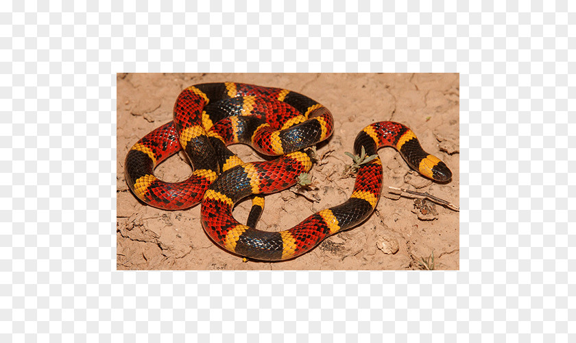 Snake Milk Micrurus Tener Fulvius Corallinus PNG